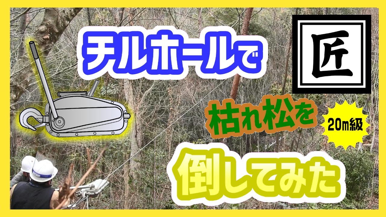 【匠】チルホールで20メートル級の枯れた松を切ってみた【難易度★★★★ (中〜上級)】WIRE ROPE WINCH