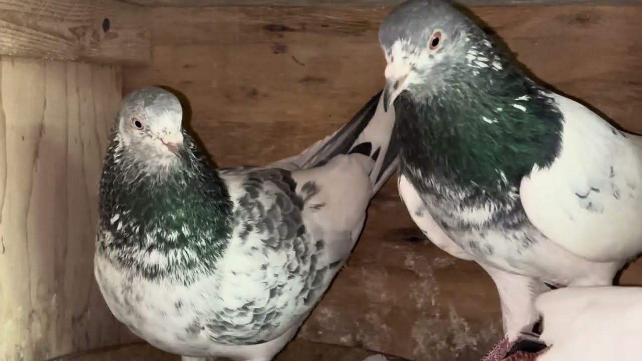 Setting up some breeding pairs  for season 2026 Kaka Ji Canada ￼