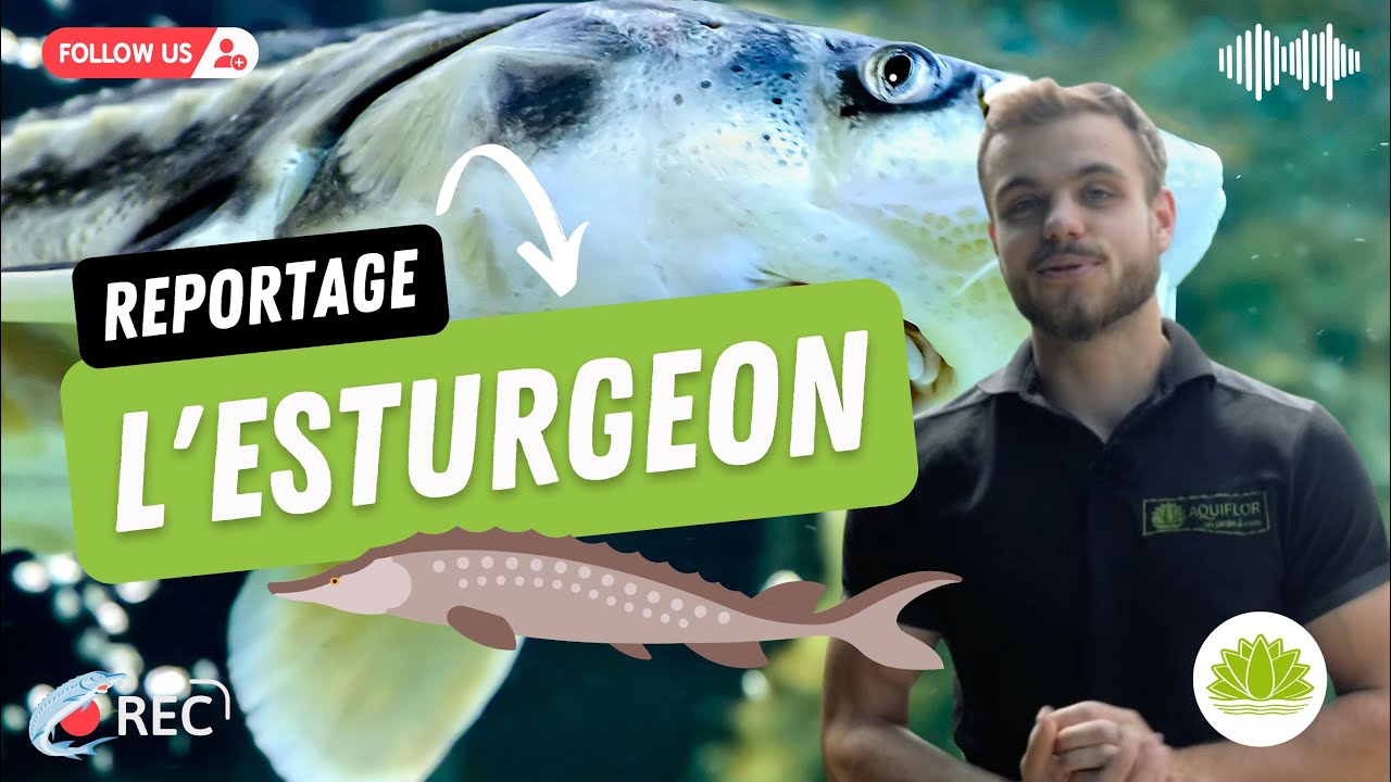 Reportage sur les variétés d'esturgeons - un fossile vivant