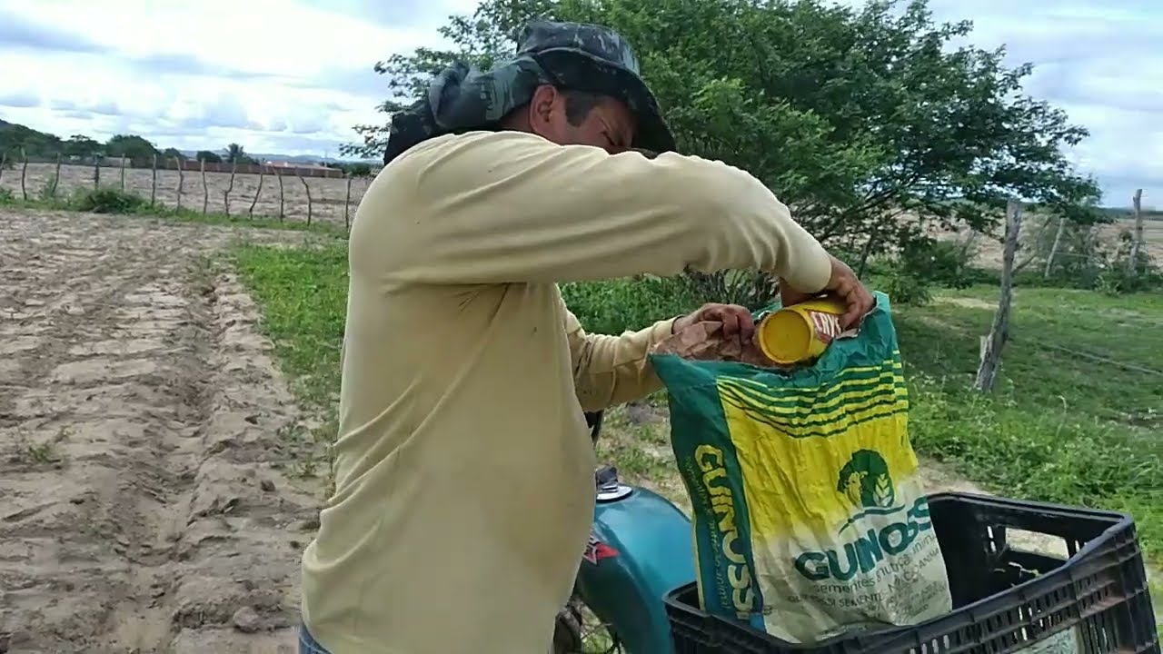 plantando capim monba&ccedil;a