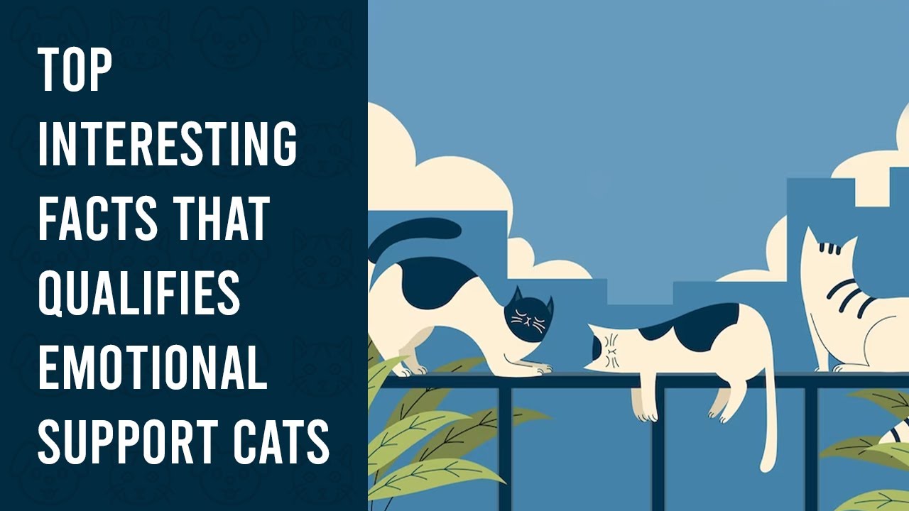 Pet Animal Cats: Top Interesting Facts That Qualifies Emotional Support Cats