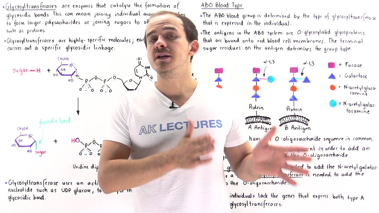Glycosyltransferases and ABO Blood Groups