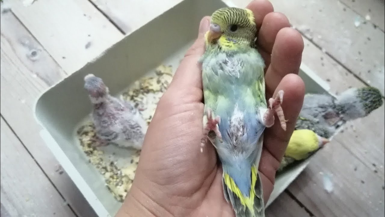 Ayırma Yöntemi ile Muhabbet Kuşu Çiftleştirme Kesin Taktikler👍🏼