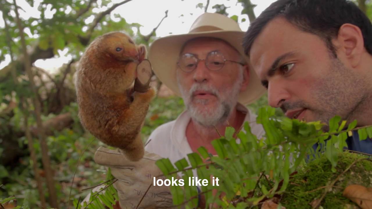 Jaguar Rescue Center | Silky Anteater HD
