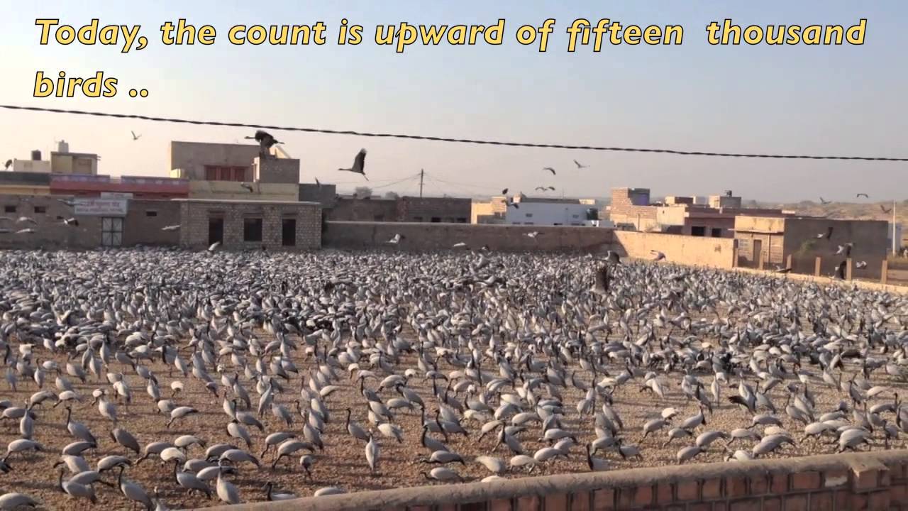 Demoiselle Cranes of Khichan