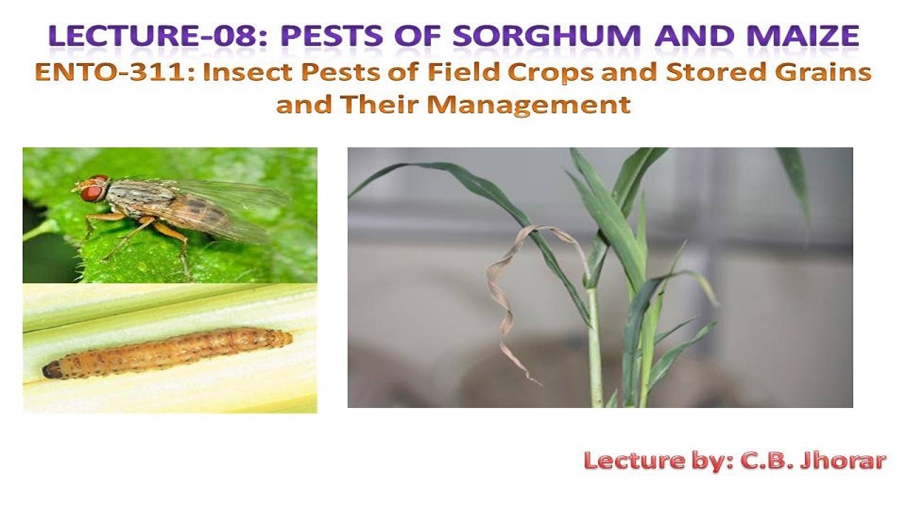 ENTO- 311 Lecture- 08: Pests Of Sorghum And Maize