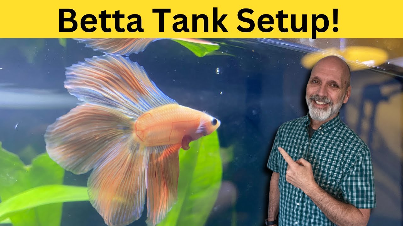 Aquatop Pices 5 Gallon Aquarium Setup: DIY Background, Sand, Betta & Decor Tips!
