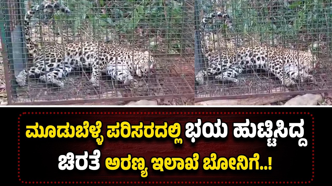ಮೂಡುಬೆಳ್ಳೆ ಪರಿಸರದಲ್ಲಿ ಓಡಾಡುತ್ತ ಭ*ಯ ಹುಟ್ಟಿಸಿದ್ದ ಚಿರತೆ ಅರಣ್ಯ ಇಲಾಖೆ ಬೋ*ನಿಗೆ.!