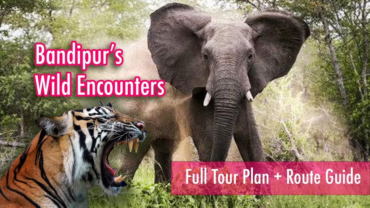 Bandipur National Park Tour Plan from Bengaluru with safari timing and cost #bandipurtigerreserve