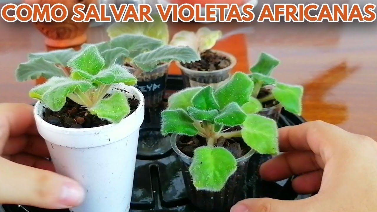 como salvar  violetas africanas  revision chuyito jardinero
