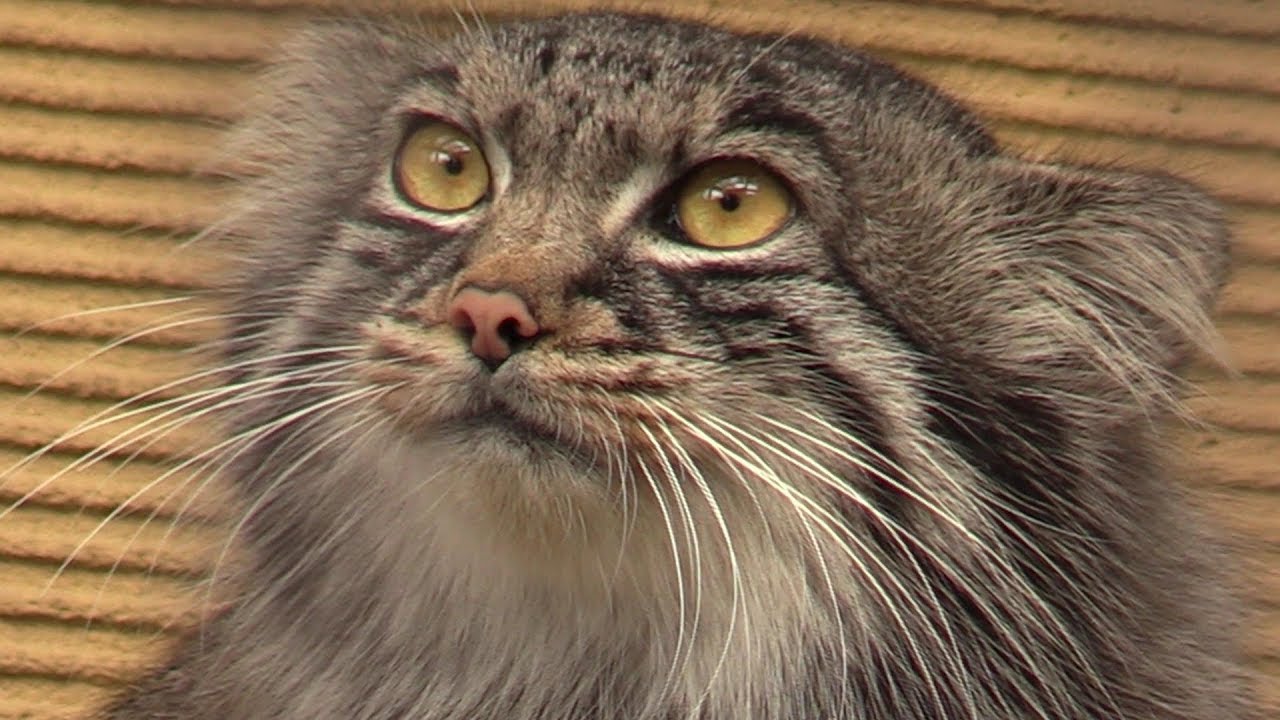 吊り橋を渡るレッサーパンダを見たマヌルネコの反応（旭山動物園）Pallas's cat 