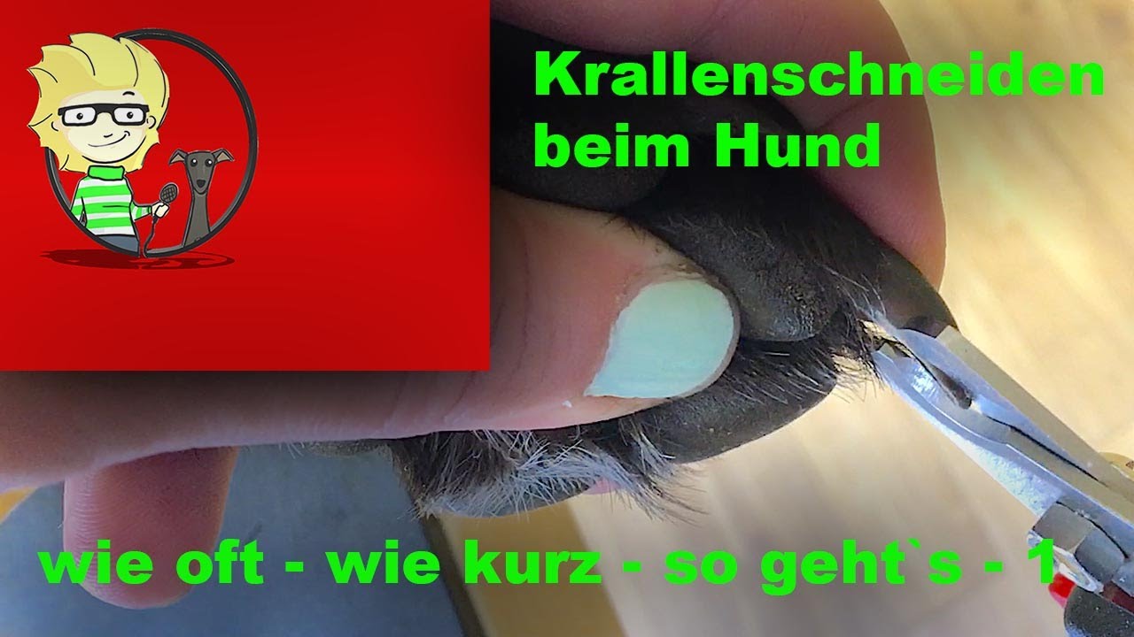 (FOLGE 12) Krallen schneiden beim Hund - wie kurz - wie oft - so gehts - 1/2