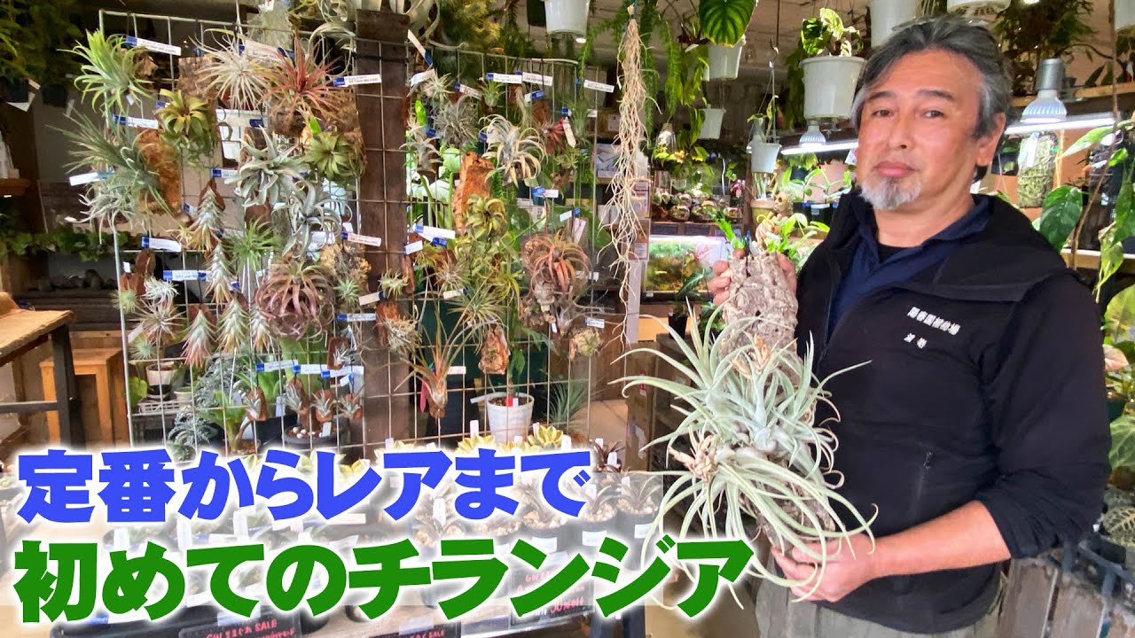 【パルコジョキ】チランジア品種紹介！初心者におすすめお手頃な品種から手に入りにくいレア品種まで【園芸】
