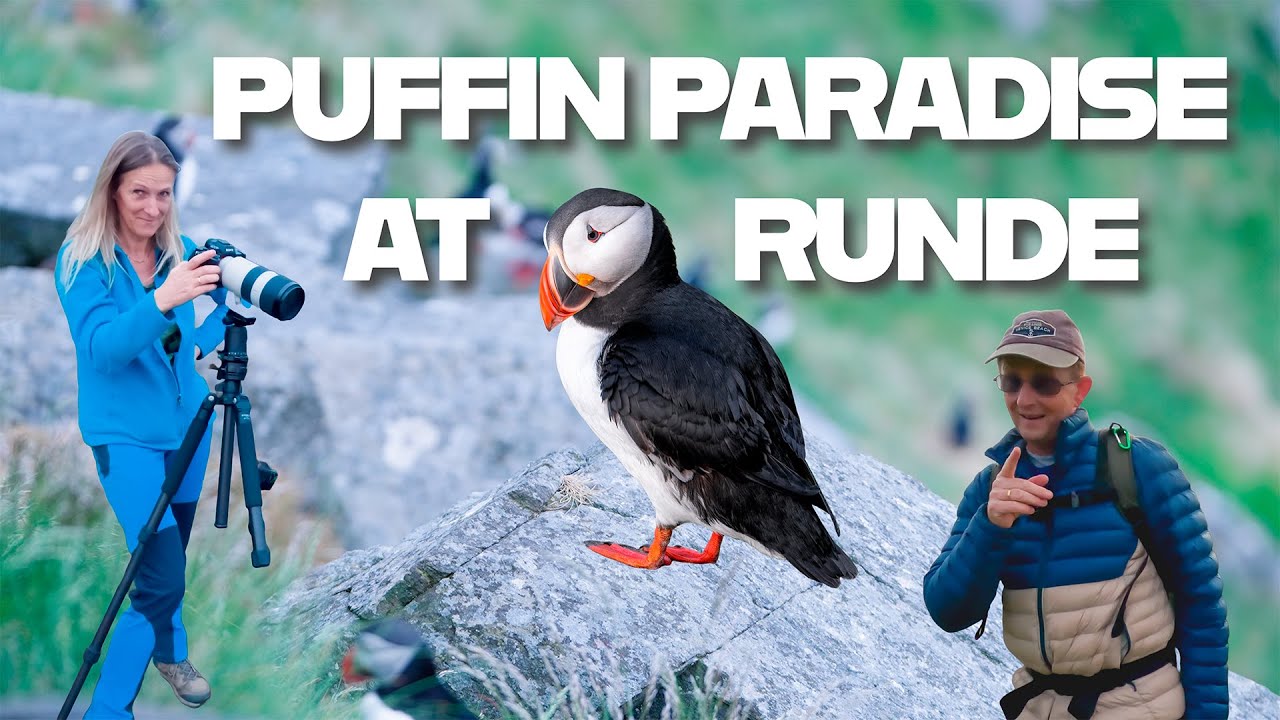 Puffin Paradise at Runde