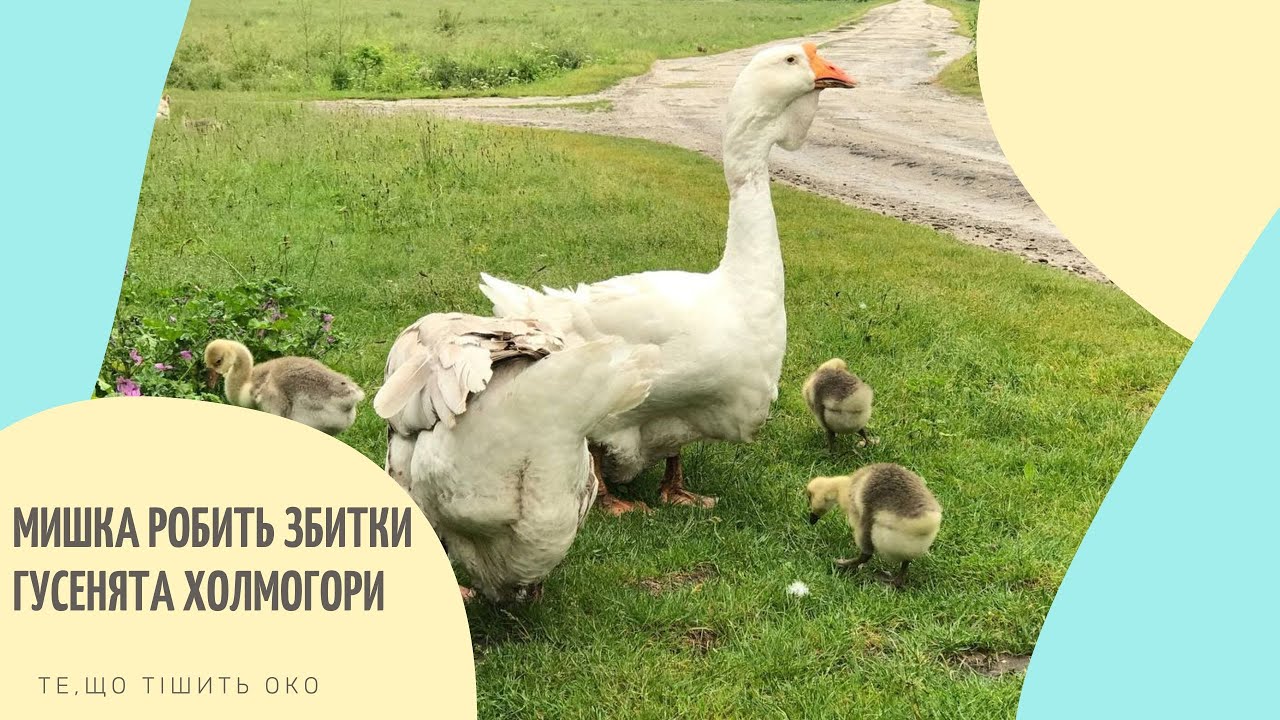 * МИШКА РОБИТЬ ЗБИТКИ? ГУСЕНЯТАМ ХОЛМОГОРАМ 1 ДЕНЬ, 1 ТИЖДЕНЬ ТА 1 МІСЯЦЬ *