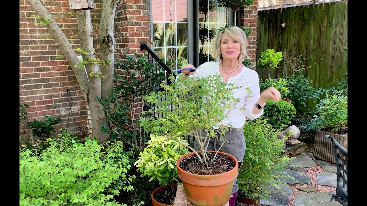 Relaxing Meditative Pruning a Sunshine Ligustrum from Southern Living