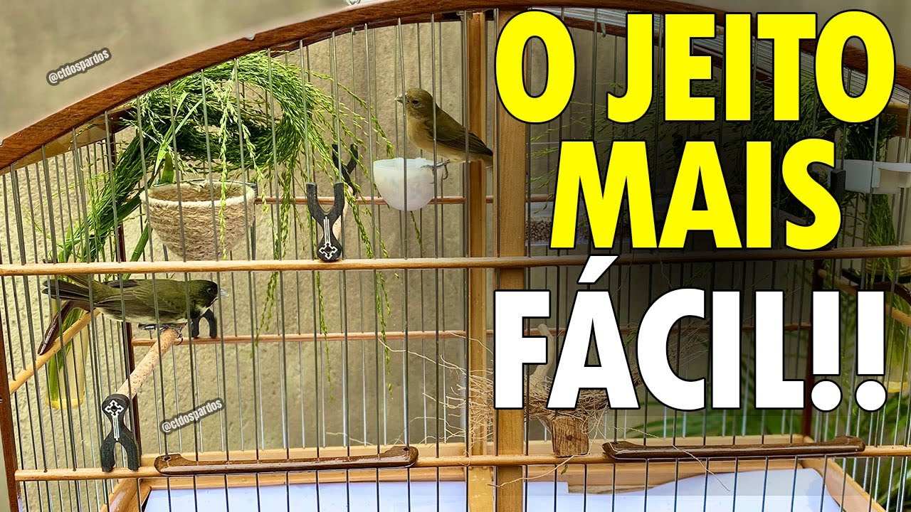 Como fazer a fêmea aceita o coleiro ou papa capim