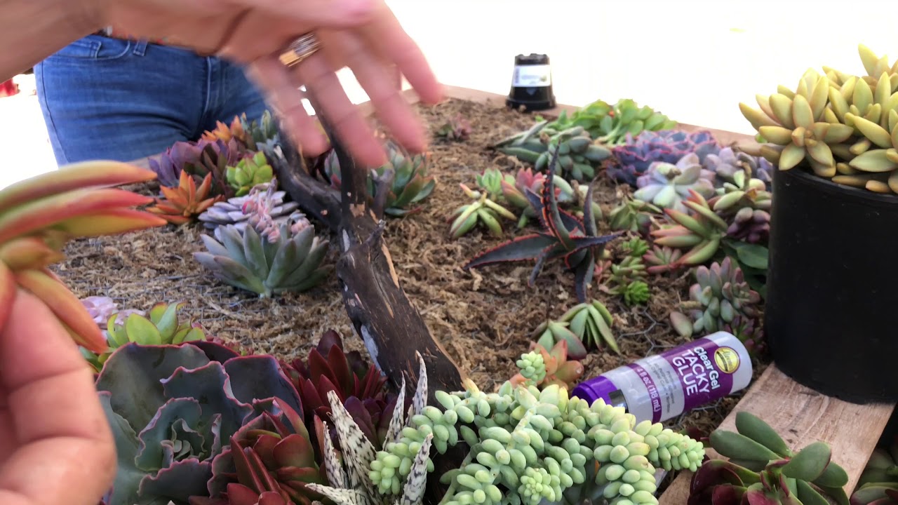 How to Create a Beautiful Succulent Wall Hanging