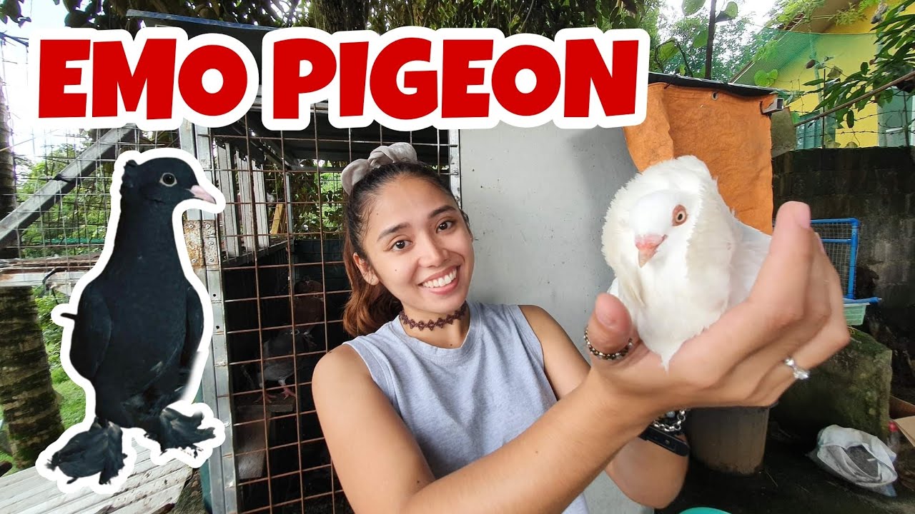 *NEW* FANCY PIGEON