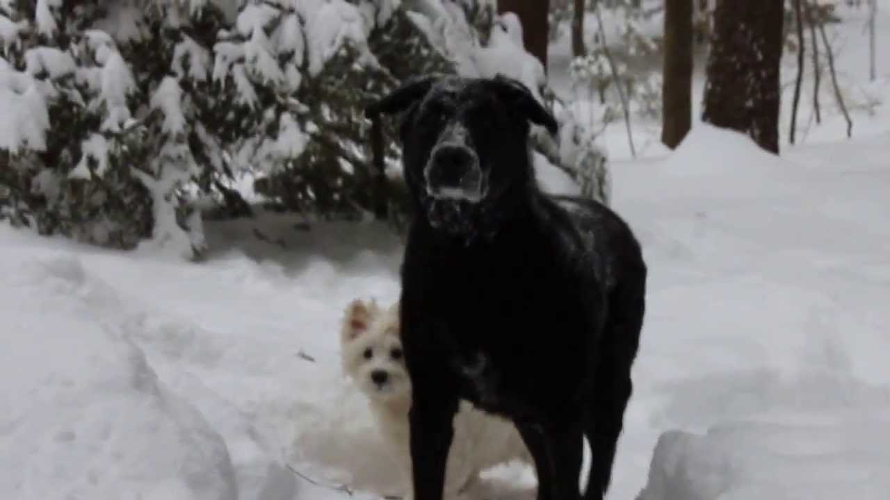 My 12 1/2 year old Lab playing in the snow with my Westie