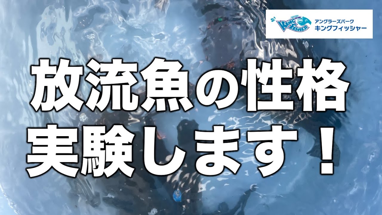 【放流魚の性格を調べる】キングフィッシャーLabo企画！放流された魚はどんな感じで釣れてる？ inキングフィッシャー