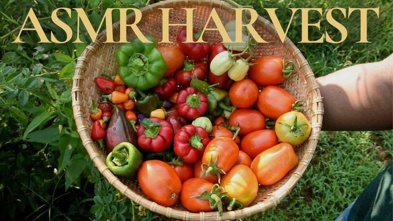 ASMR Pepper & Tomato Harvest | Peaceful Garden Sounds