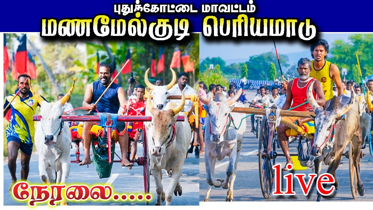 🛑மணமேல்குடி பெரியமாடு நேரலை 21/02/2026🛑
