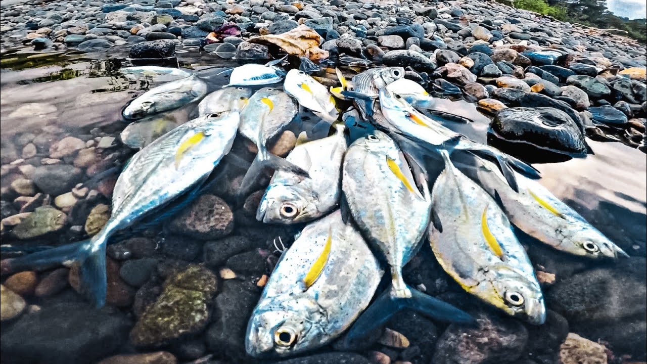 Mancing Baby GT Pakai Rangkaian Terbaik, Dijamin Panen STRIKE 