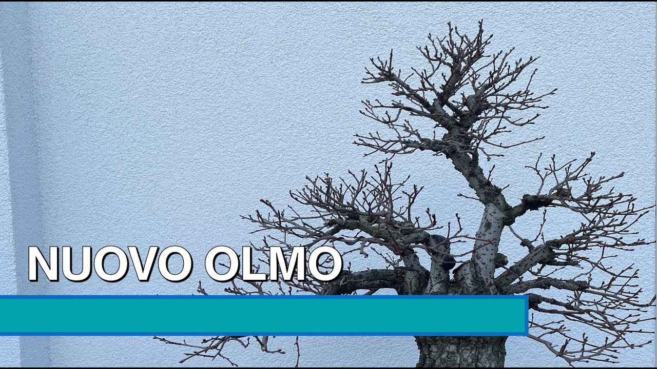 NUOVO OLMO BONSAI - Nuova pianta in collezione!