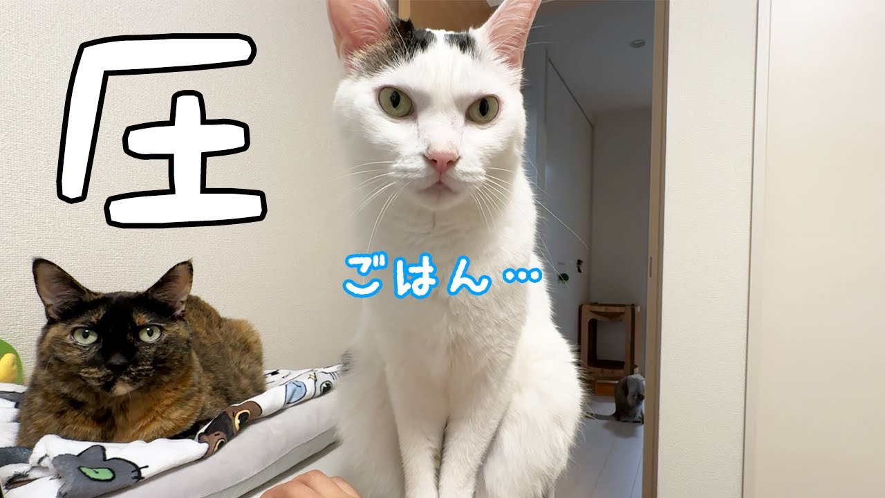 真横で圧をかけまくってくる猫チロさん