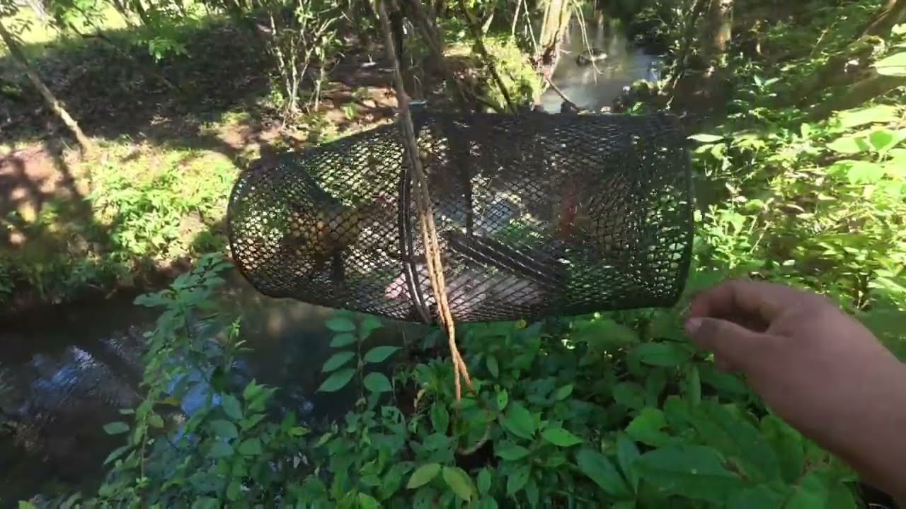 Resultado de la trampa de camarones de Amazon la Crawfish de Frabrill 