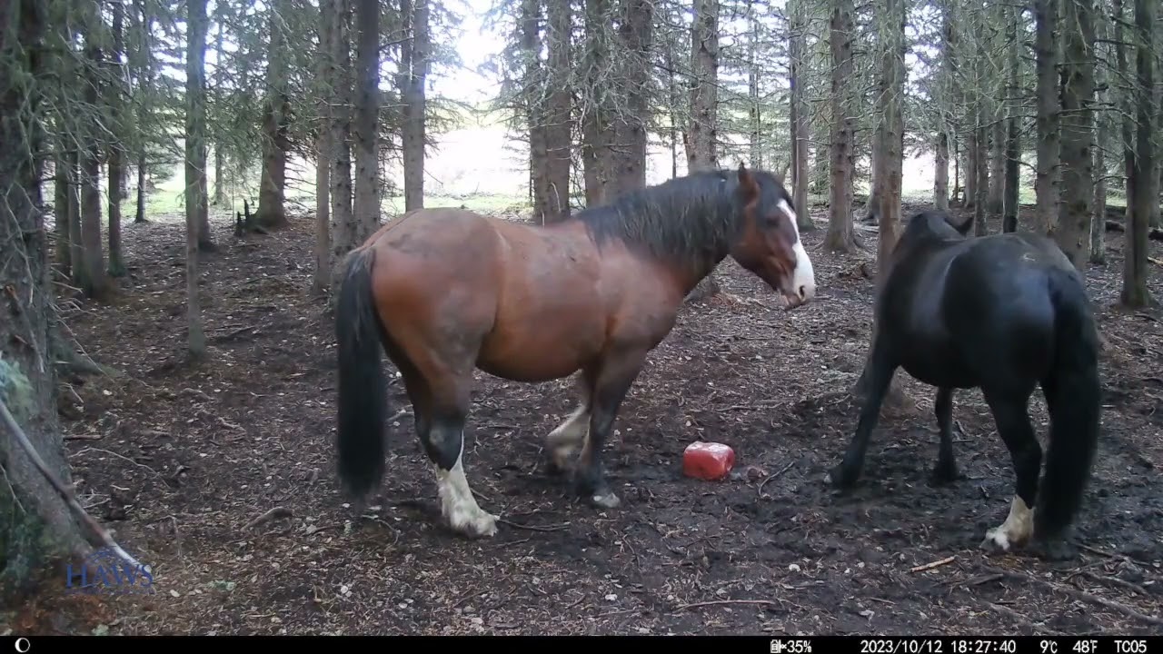 Campark Trail Camera - Wild horses in Ablerta, Canada