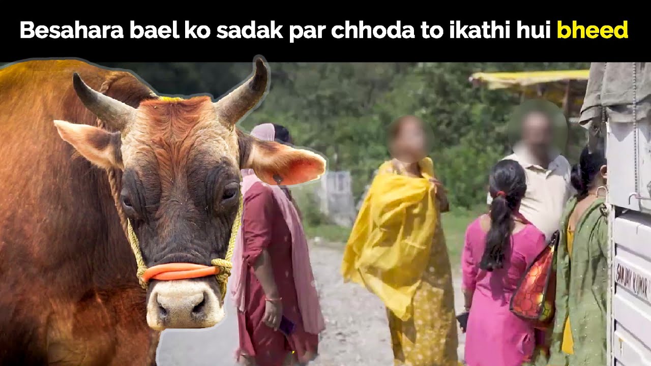 Jab theek hue bael ko release kiya to logon se mili dhamkiyan