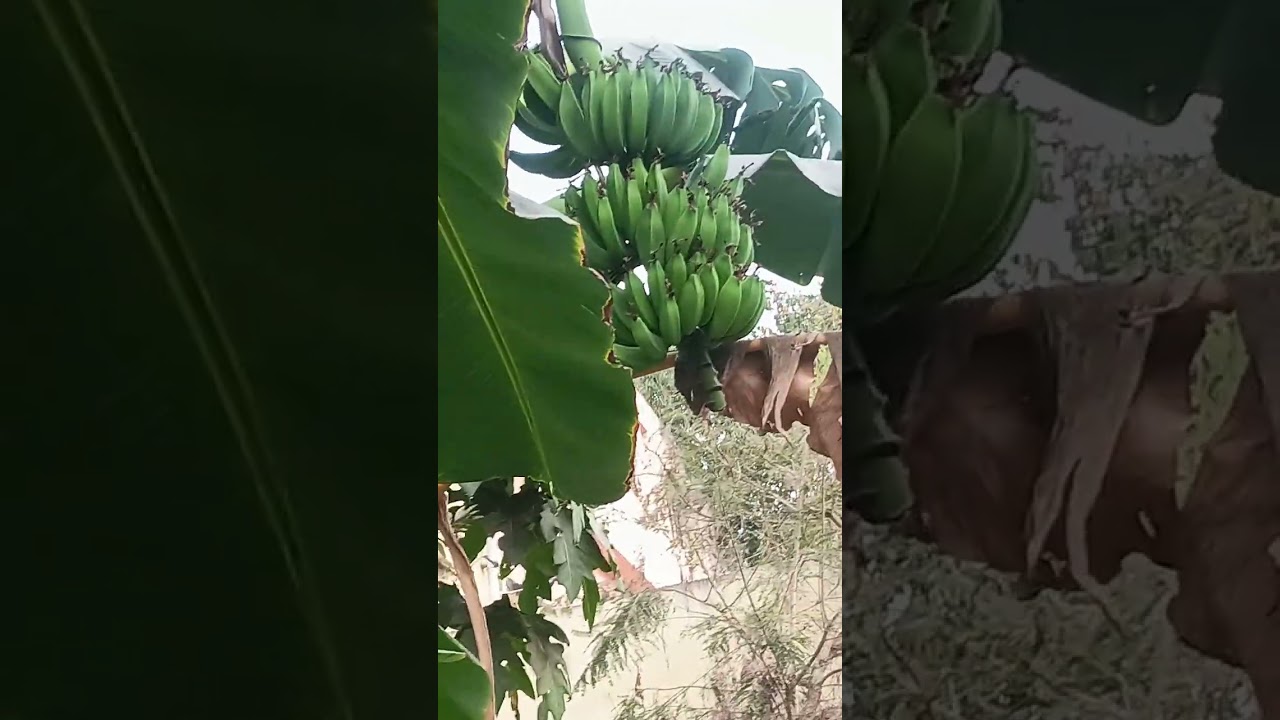 My garden frends 