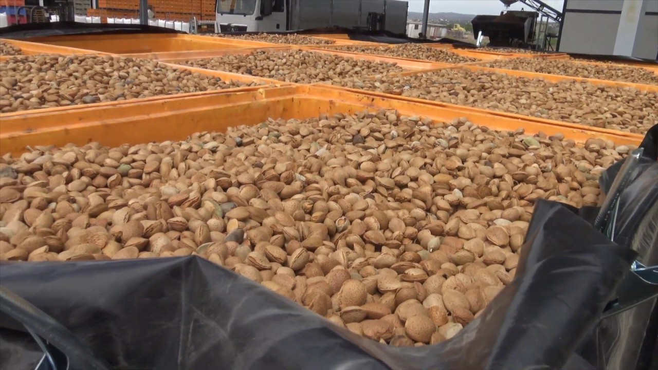 Secador de Almendras