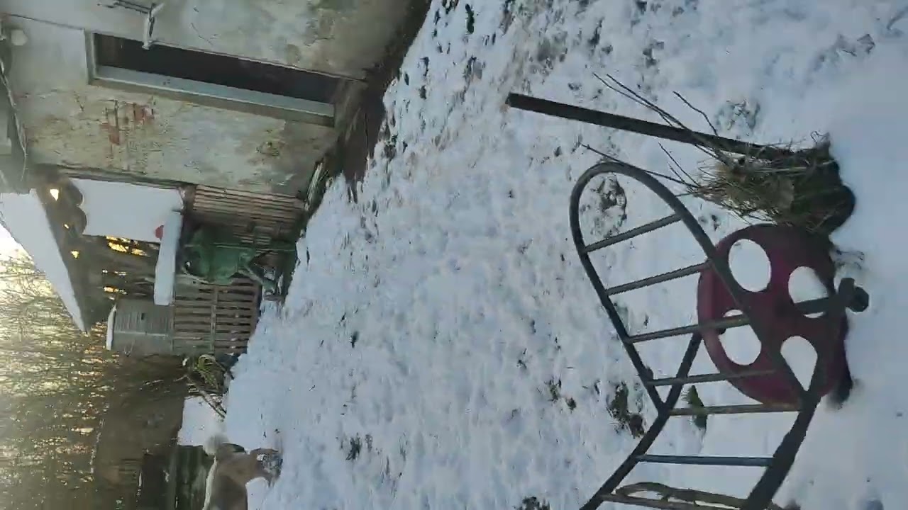 #snow #kuvasz #caucasian #gaming #dog 