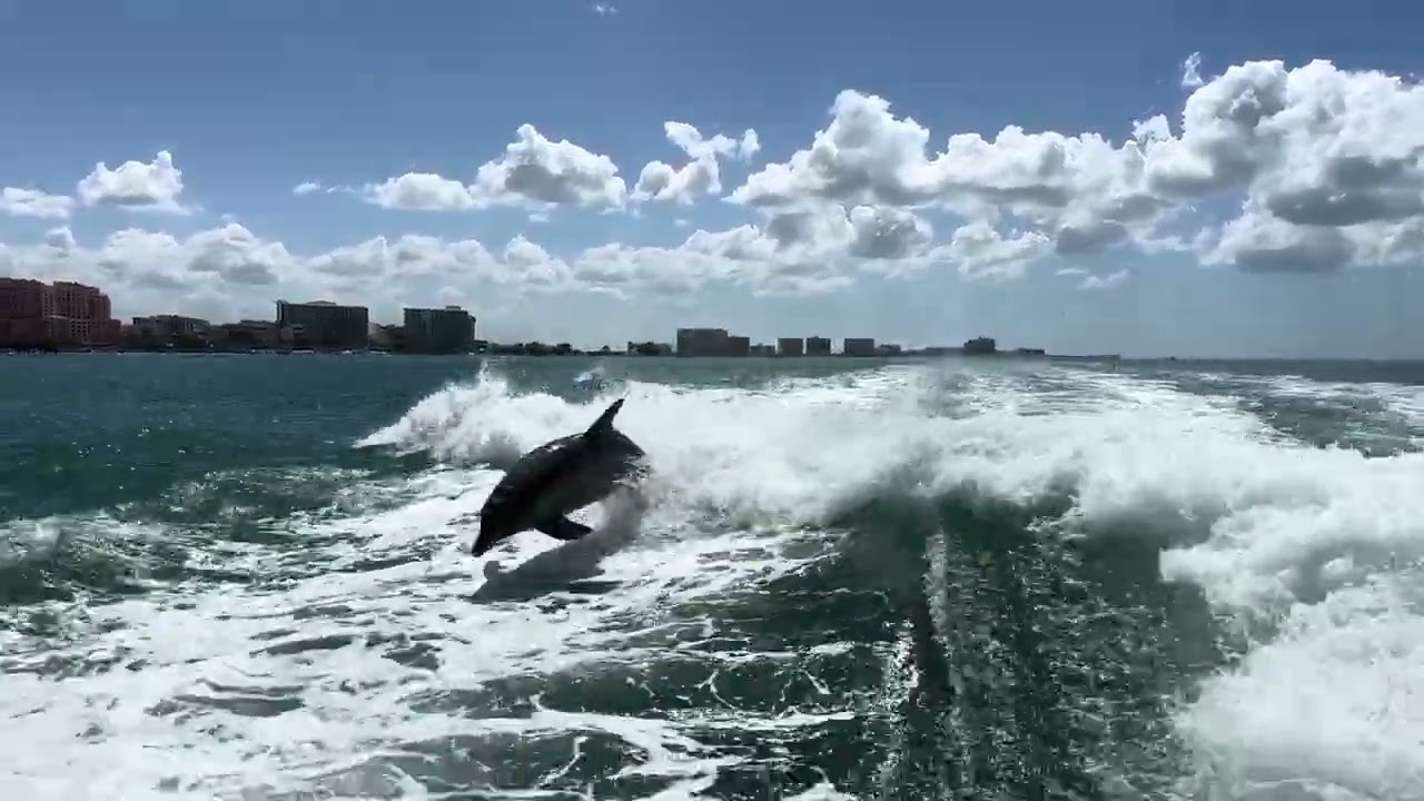 Dolphin cruise on the Sea Screamer Clearwater Florida 