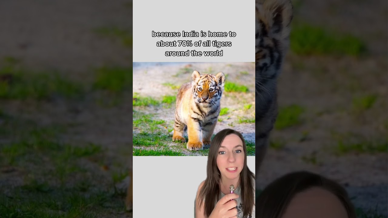 Good news of the day: tiger population is on the rise in India! This is thanks to Project Tiger and