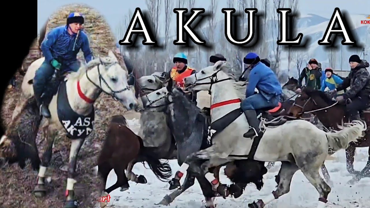 Азияга атагы чыккан Акула 🦈