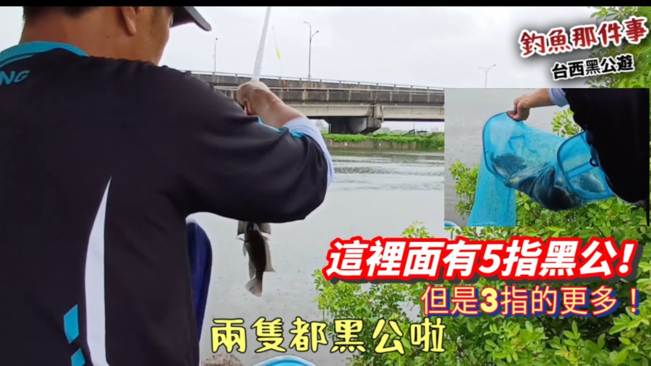 下雨天跑來釣1小時黑公..族群真龐大，這裡面有5指黑公..但是沒拉起來..脫鉤😱..黑公3指的一堆.. #黑公 #fishing #釣魚 #海吳郭魚 #親子釣魚 
