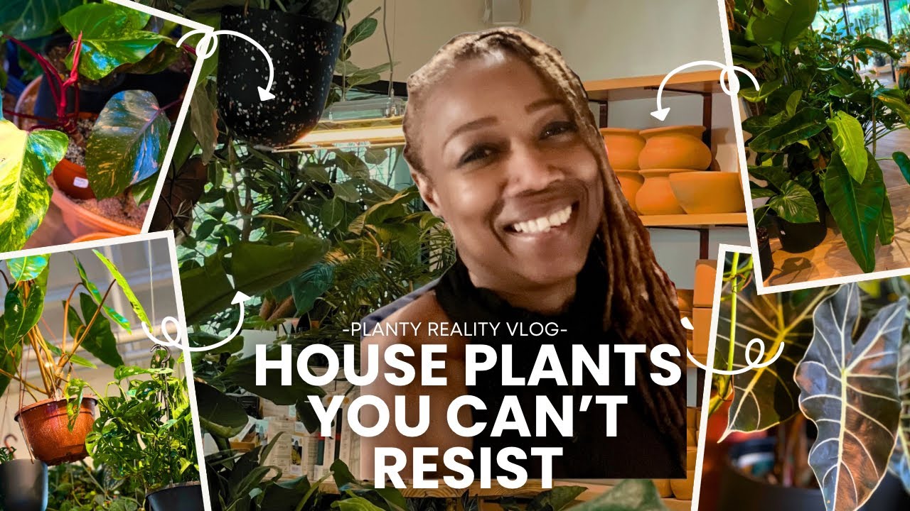 Houseplants You'll Adore: Prices & Picks! Join My Shopping adventure.
