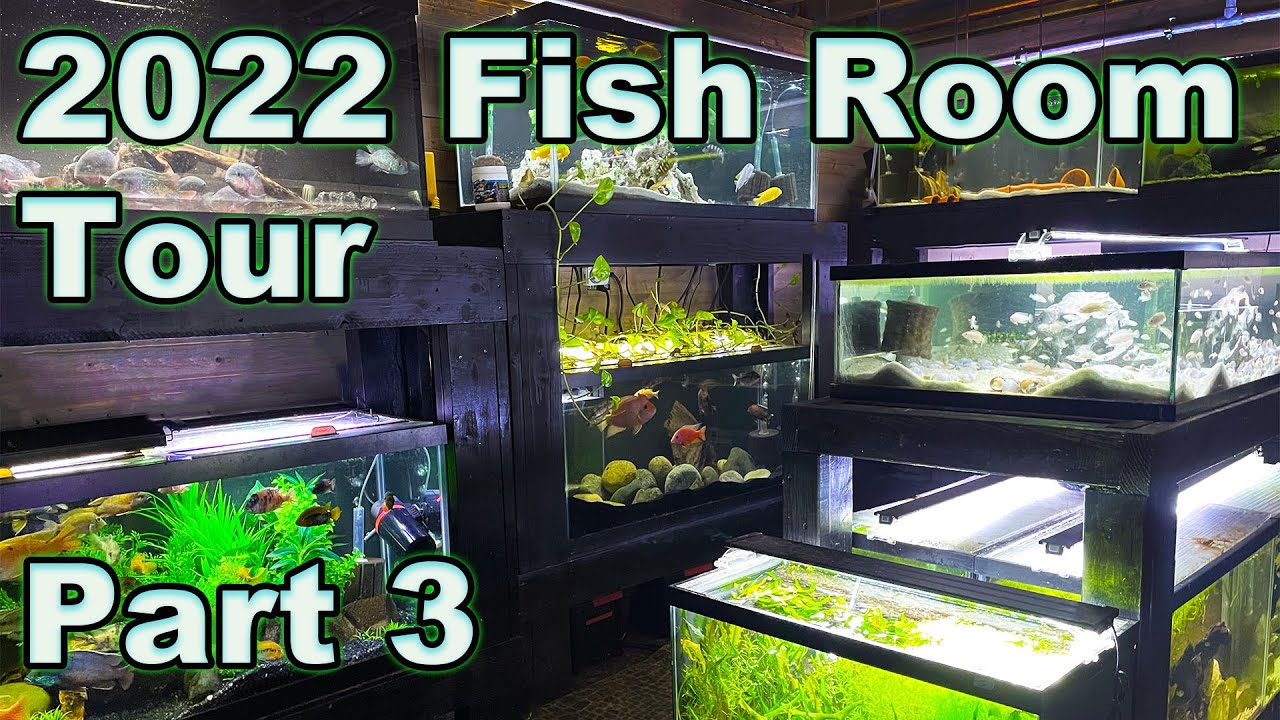 Prime Time Aquatics Fish Room Tour 2022: Part 3 - Fish From Everywhere!