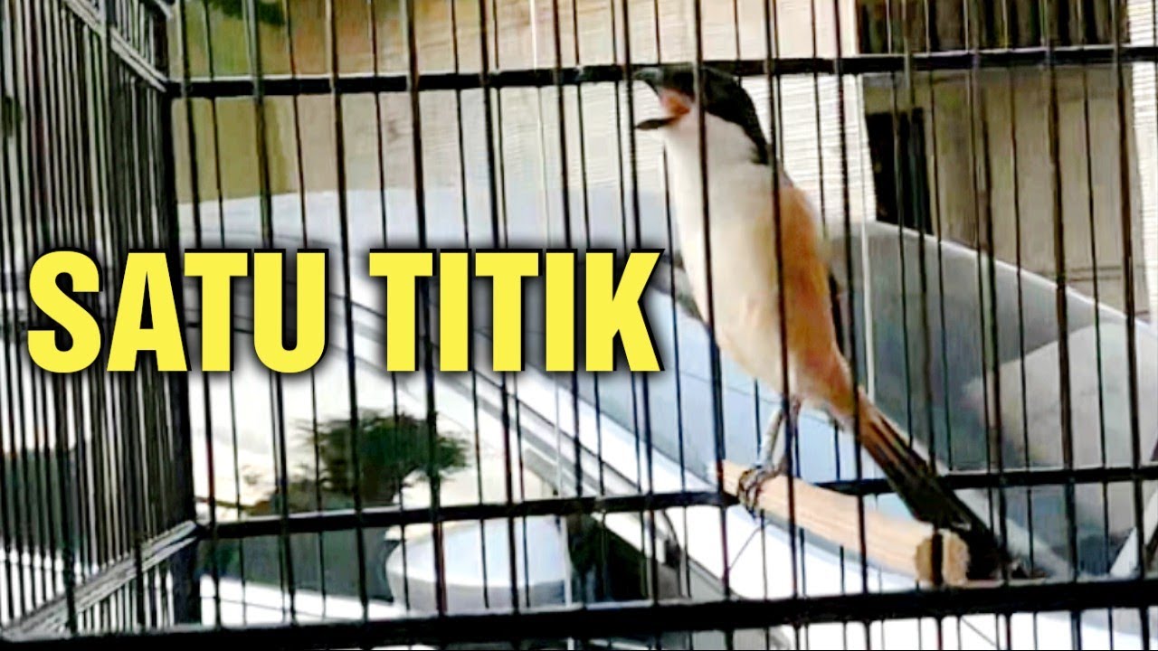 cara menyembuhkan cendet banyak tingkah saat di gantang || jawab pertanyaan subscriber