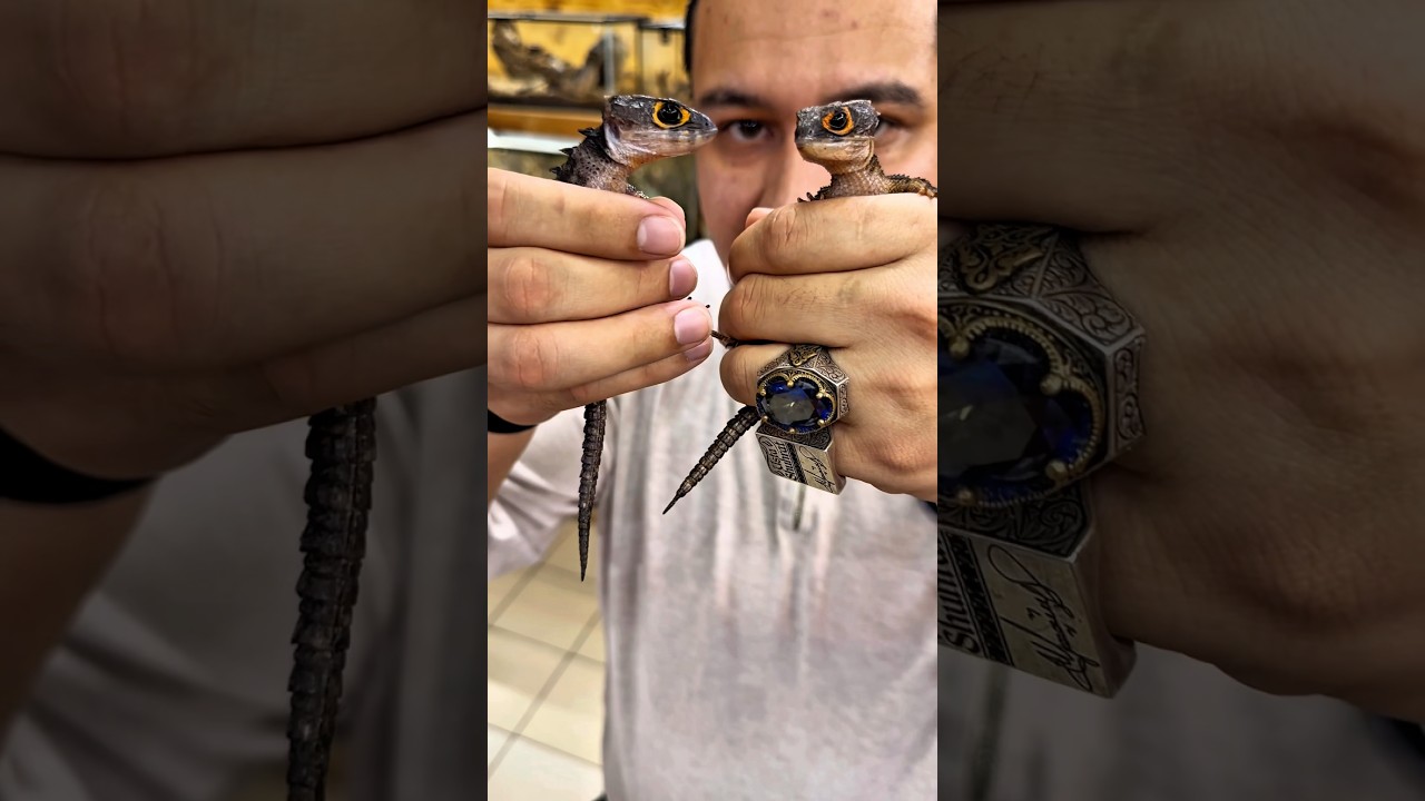 Tribolonotus gracilis 🦎#snakes #venom #frogs # #zooshop