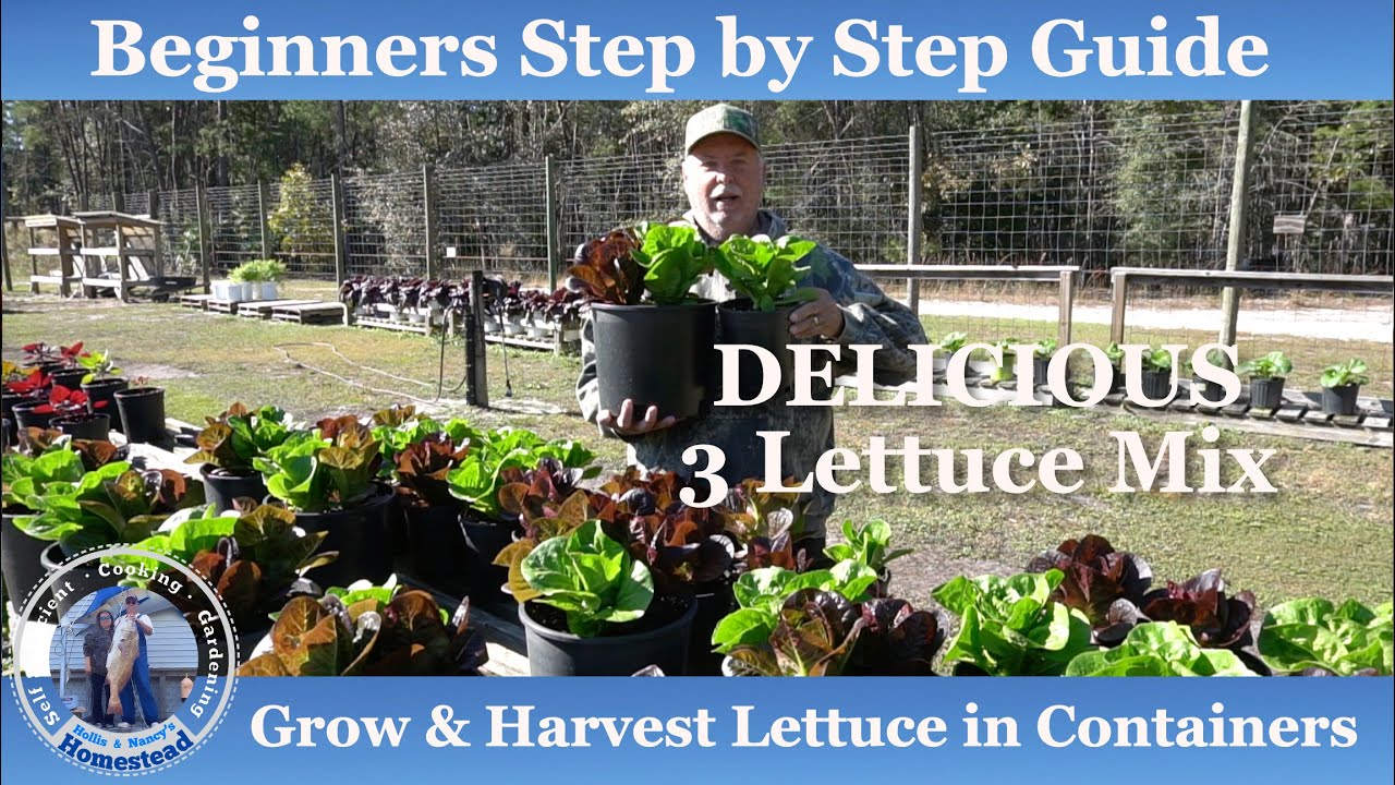How to Grow Lettuce in Containers | Beginner Growing Guide