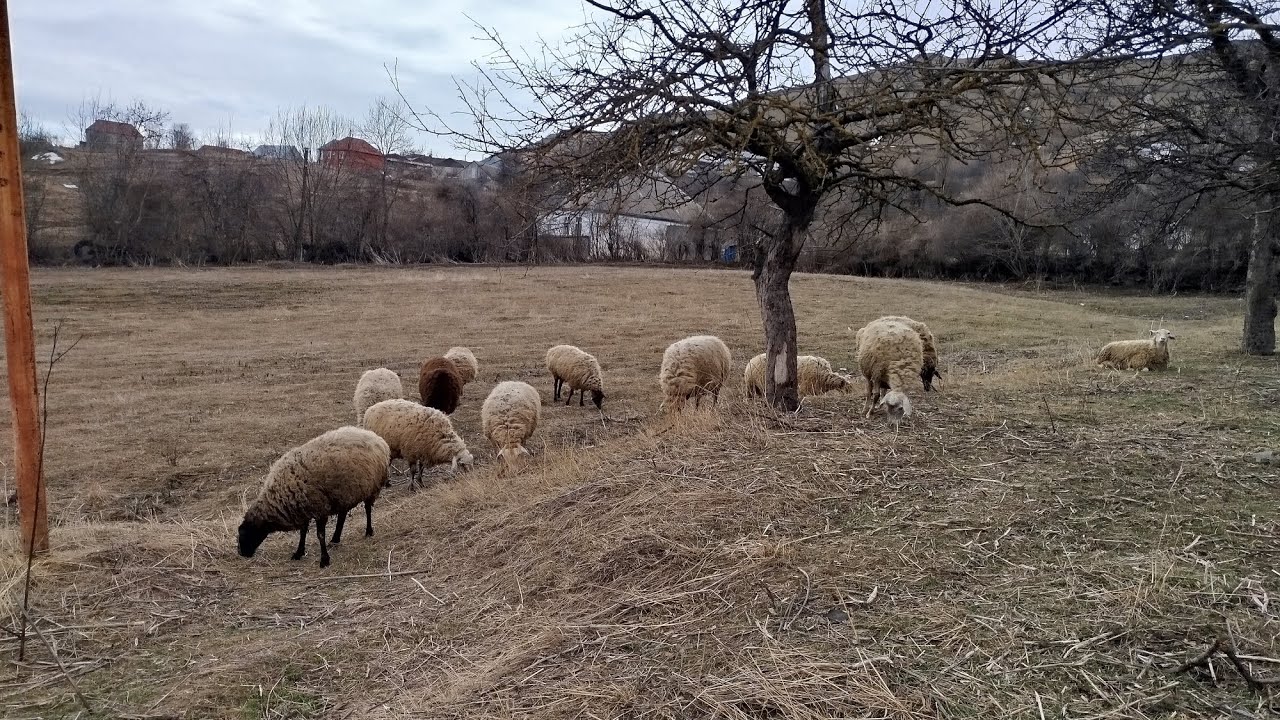Qoyunlar tez qoçlansınlar deyə flushing yemləmə.Qoyun və quzu baxımı #sheep #kuzu #koyun 