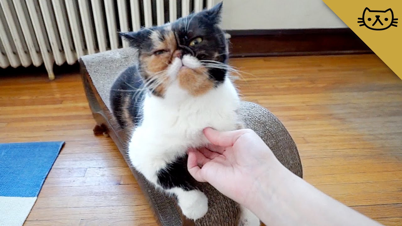 Crazy Pudge Gets a Crazy Itch