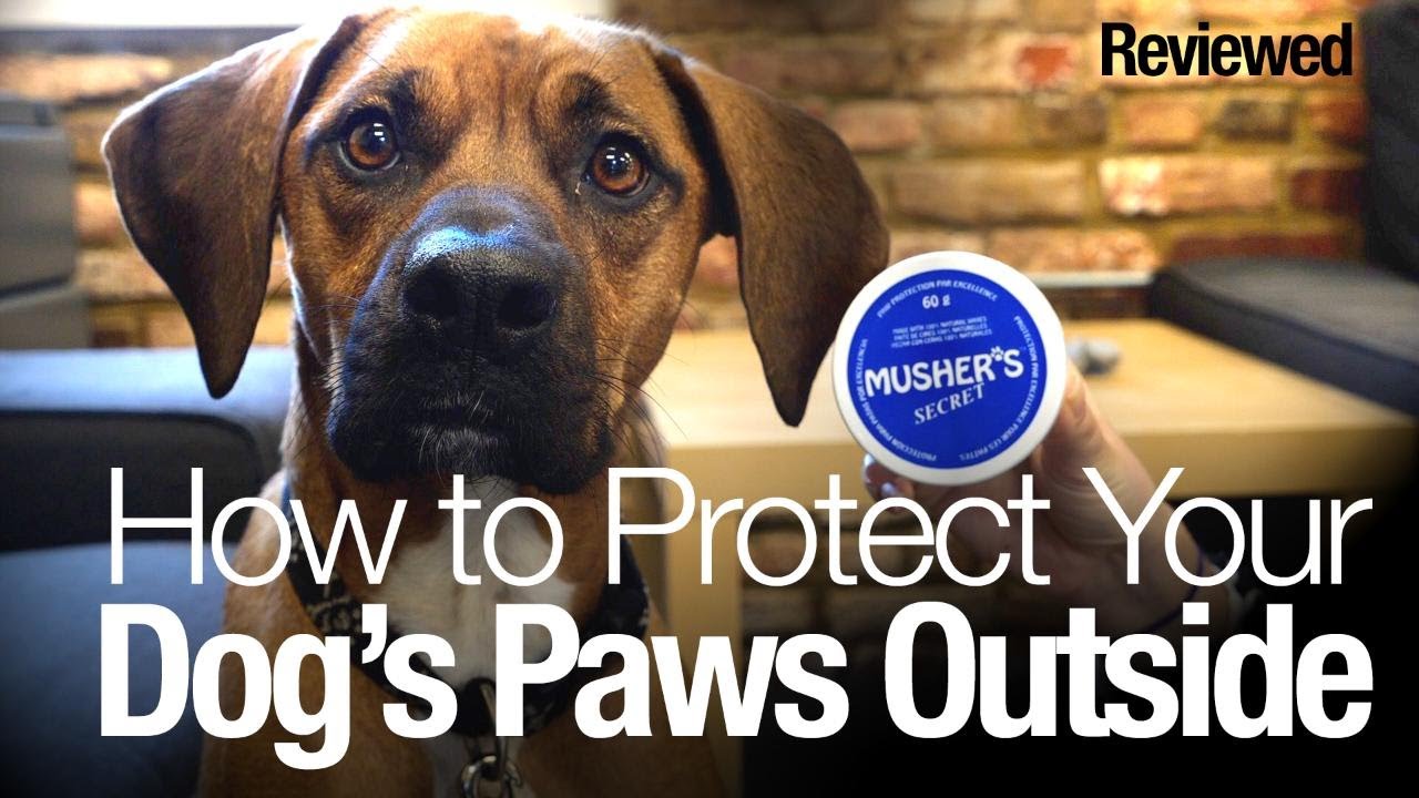 How to protect your dog's paws outside
