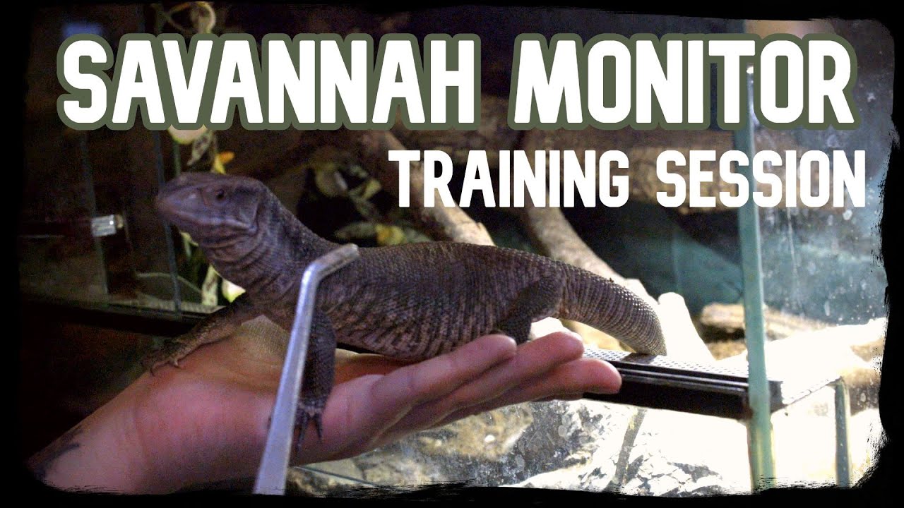 SAVANNAH MONITOR TRAINING