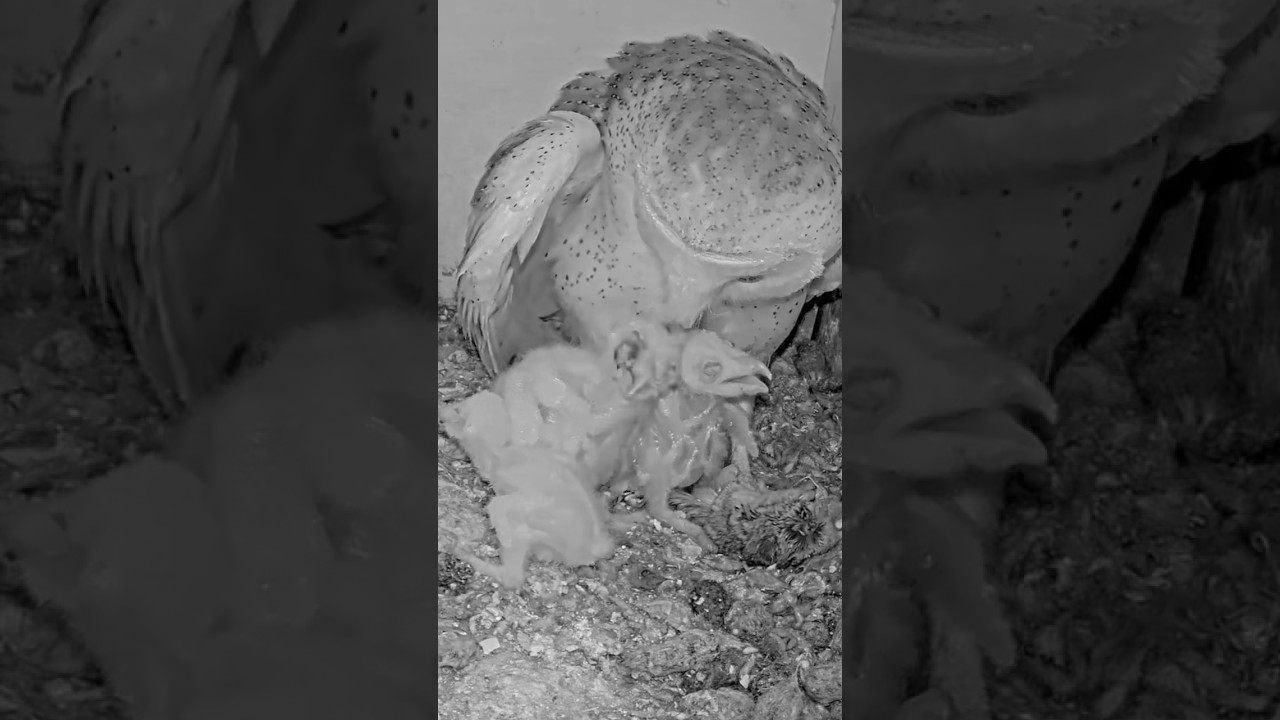 Live From the Nest 🪺 Dinner Time on Cam 1